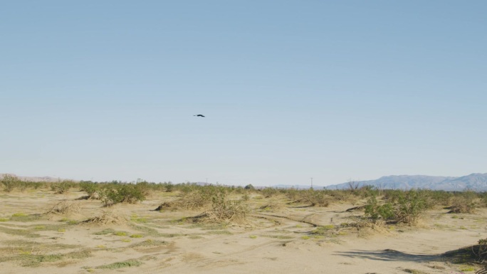 乌鸦以慢动作飞向沙漠中的群山。