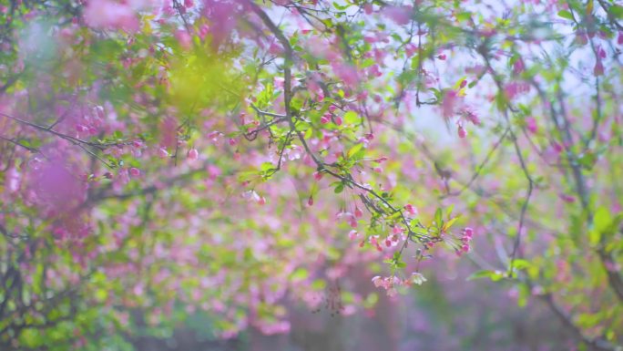 苏州邓尉村西湾海棠花油菜花