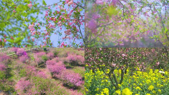 苏州邓尉村西湾海棠花油菜花