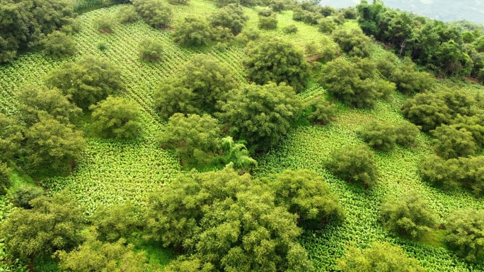 新质生产力 烤烟核桃种植 盘山公路