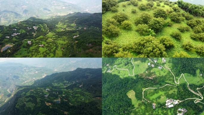 新质生产力 烤烟核桃种植 盘山公路