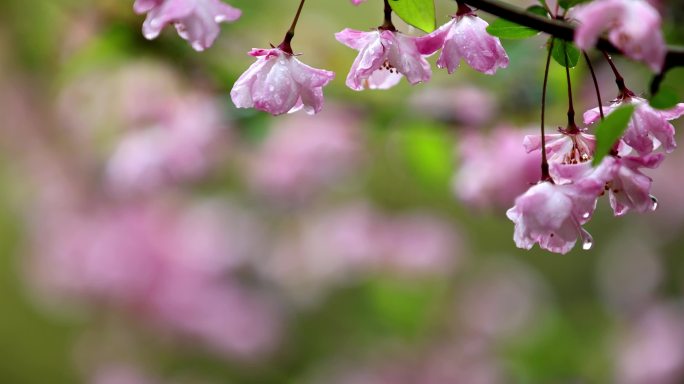 （慢镜）挂着雨滴的海棠花风中摇曳唯美治愈