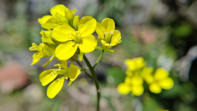 油菜花