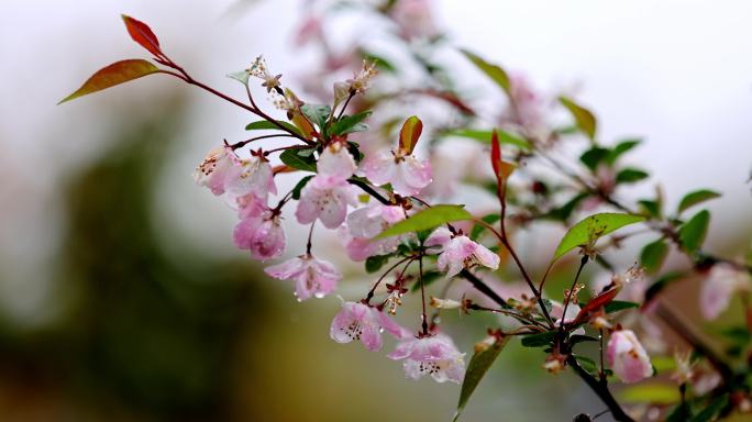 （慢镜）挂着雨滴的海棠花风中摇曳唯美治愈