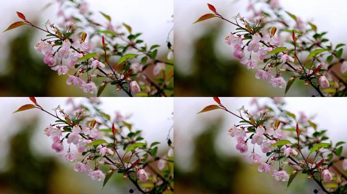 （慢镜）挂着雨滴的海棠花风中摇曳唯美治愈