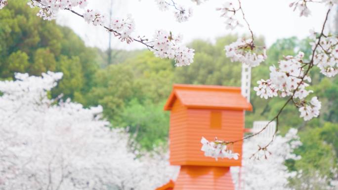 春天唯美花开