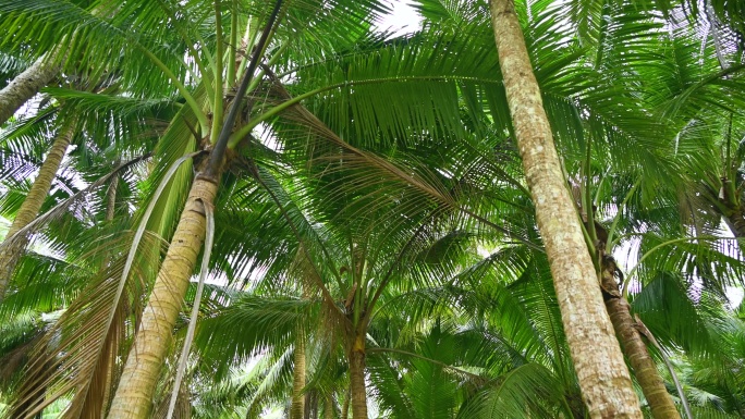 海南文昌东郊椰林生长的椰树