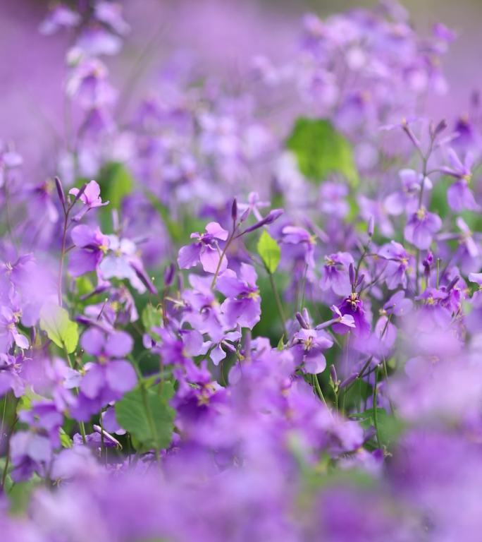 （6镜合集）春天里的紫色二月兰诸葛菜竖版