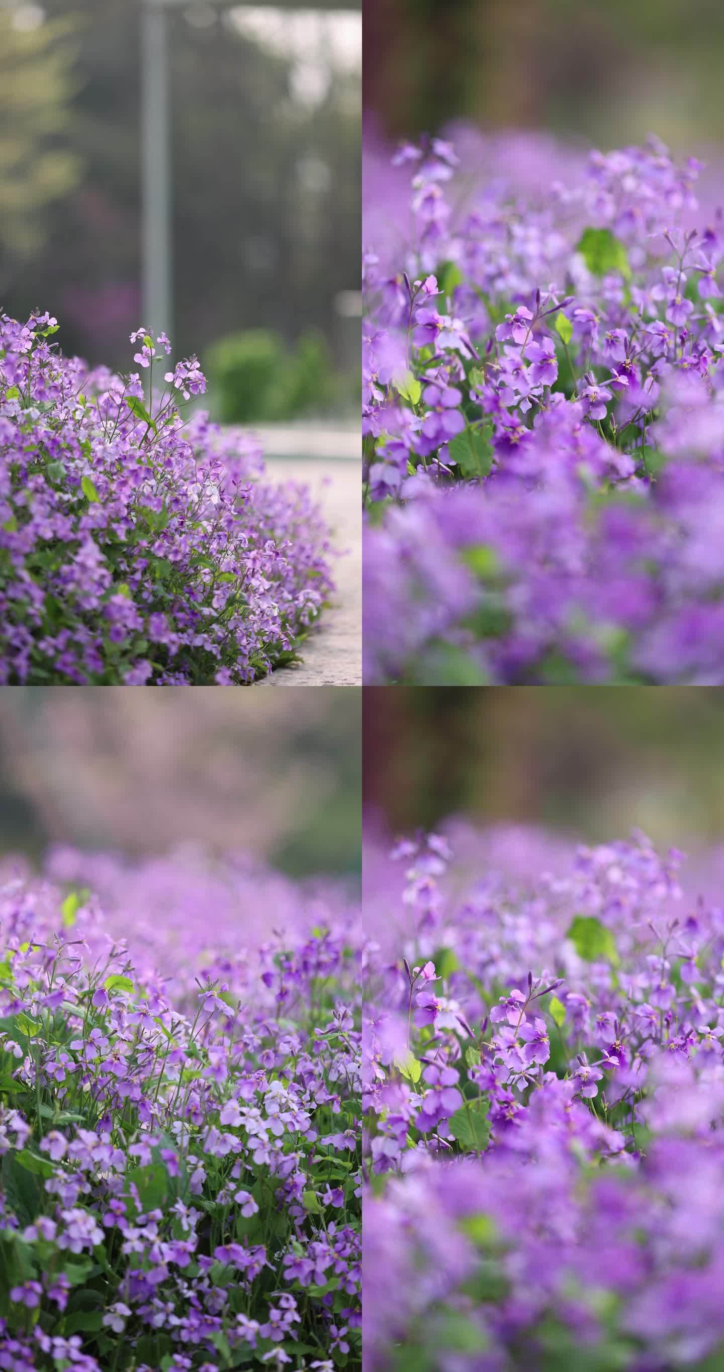 （6镜合集）春天里的紫色二月兰诸葛菜竖版