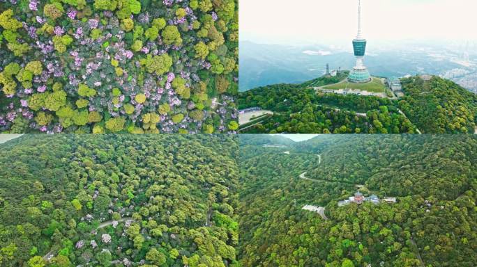 深圳梧桐山杜鹃花海航拍剪辑