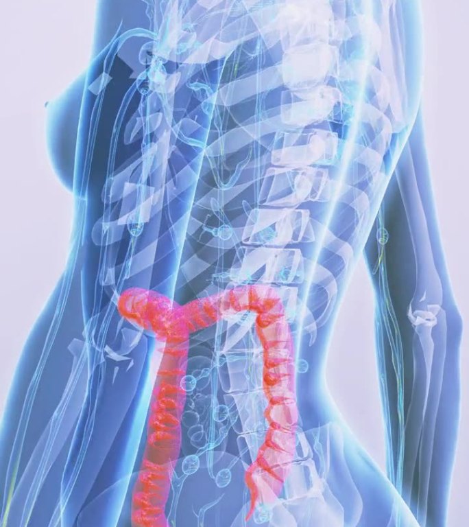 雌性大肠解剖。三维人体结构大肠