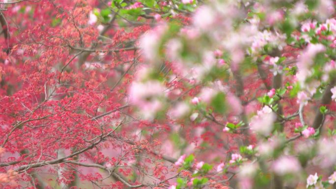 春天里鸡爪槭遇上海棠花