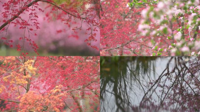 春天里鸡爪槭遇上海棠花