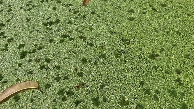 皱叶水莴苣的萌发阶段导致了入侵水生植物的形成，污染了淡水湖。