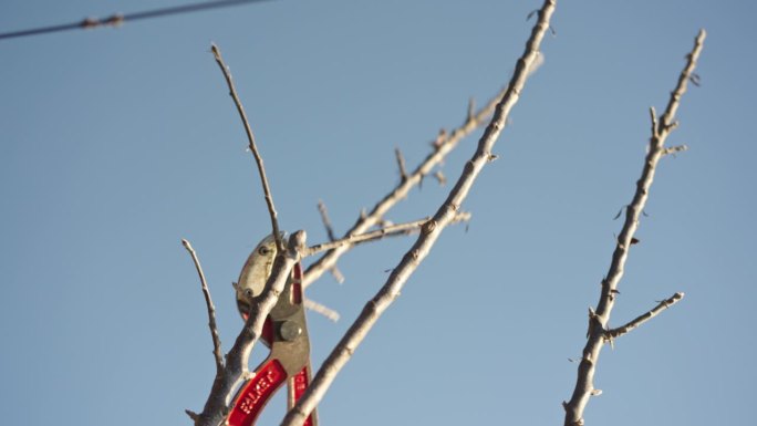 SLO - MO剪枝机修剪和修整树枝。早春修剪果树