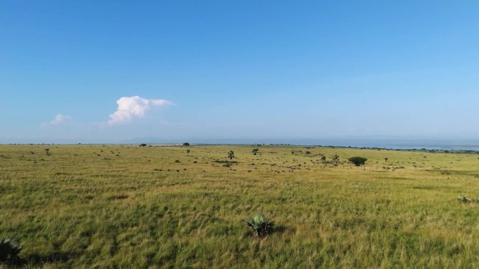 鸟瞰图，一只大鸟飞过非洲乌干达的大草原