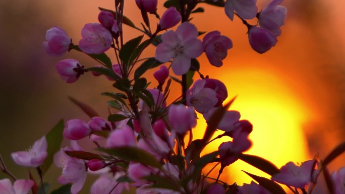 夕阳映照海棠花