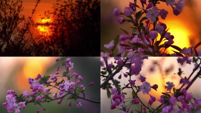 夕阳映照海棠花