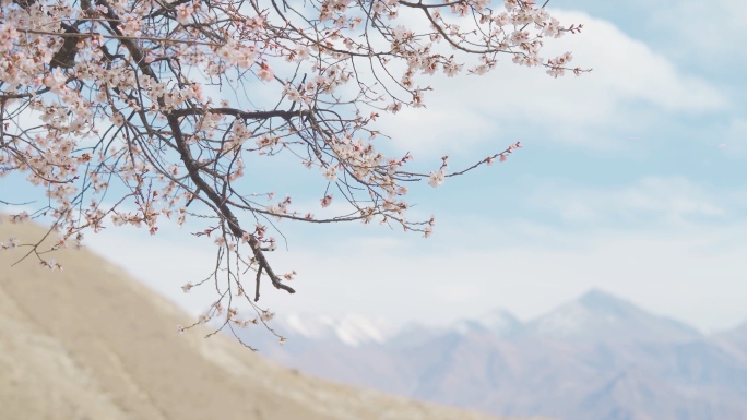 帕崩岗赏桃花