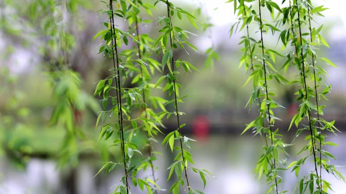 （慢镜）下雨天春风吹动湖边刚发芽的柳条