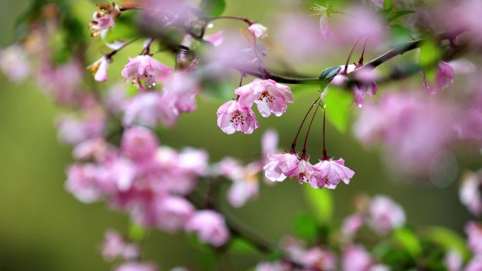 （慢镜）挂着雨滴的海棠花风中摇曳唯美治愈