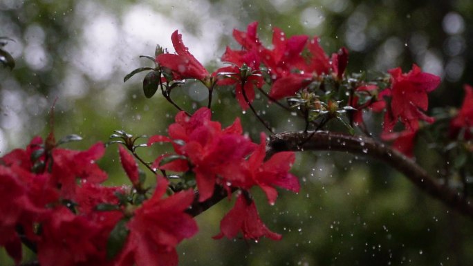 映山红雨露唯美空镜头