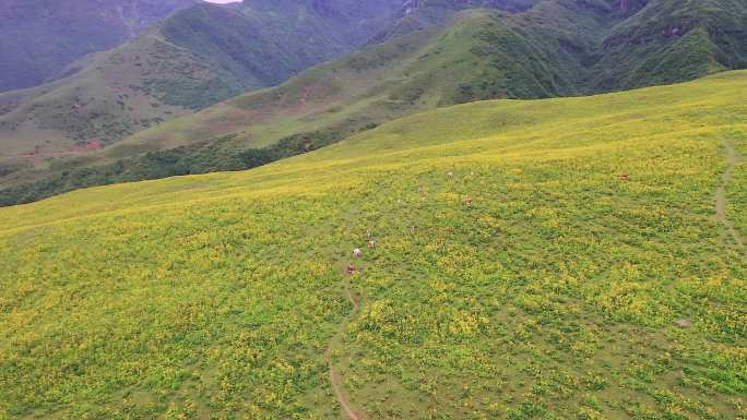 汉源竹子坪风景