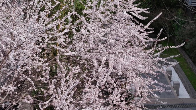 西安地标广仁寺寺庙红墙拱门山桃花春天航拍