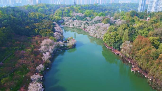 樱花樱花飞舞浪漫樱花春天樱花盛开