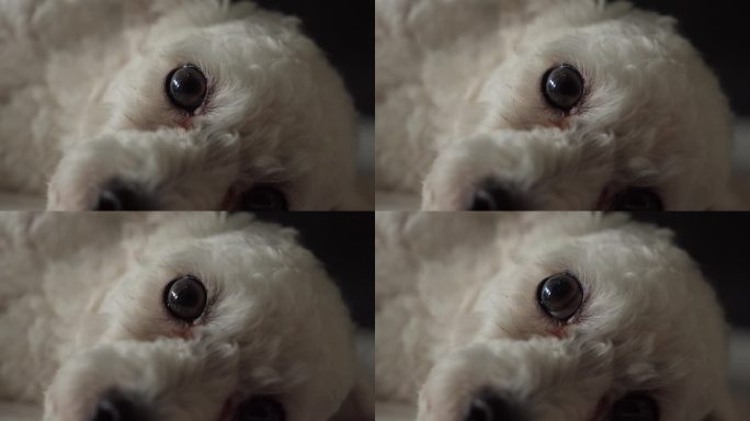 可爱的白色玩具贵宾狗休息时脸部特写，静止的眼神接触