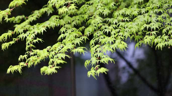 （慢镜）春风吹动嫩绿的枫树枫叶下雨天