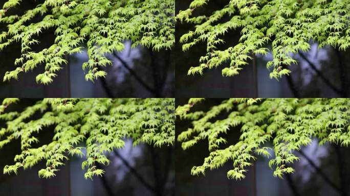 （慢镜）春风吹动嫩绿的枫树枫叶下雨天