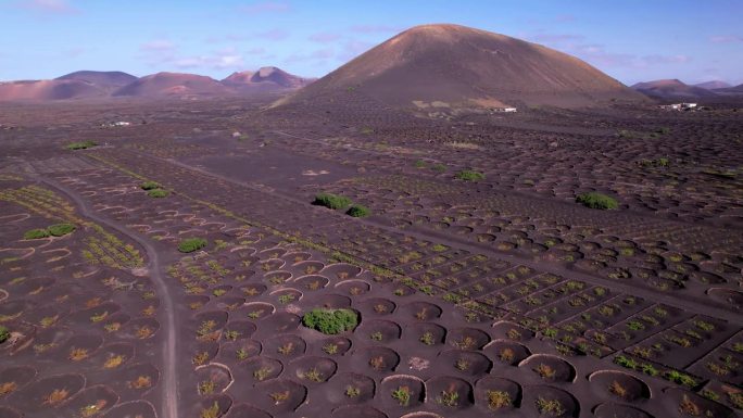 火山兰萨罗特群岛。黑土上独特的传统葡萄园。la Geria村。加那利群岛乡村空中无人机视频4kd