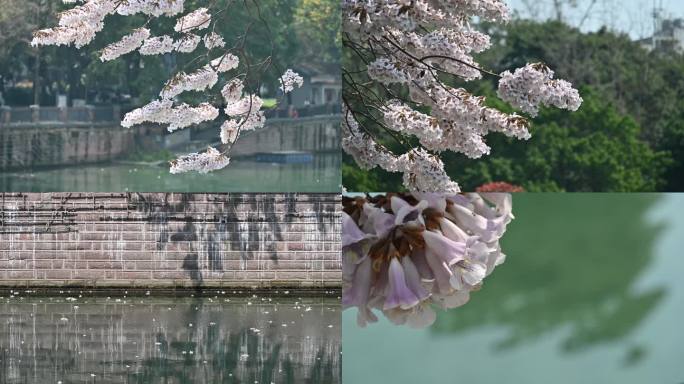 春天成都府河边盛开的泡桐花