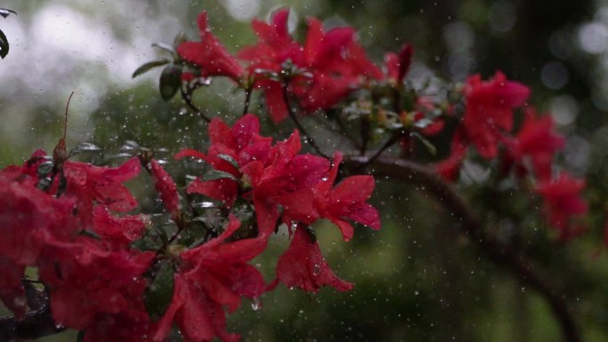 映山红雨露唯美空镜头