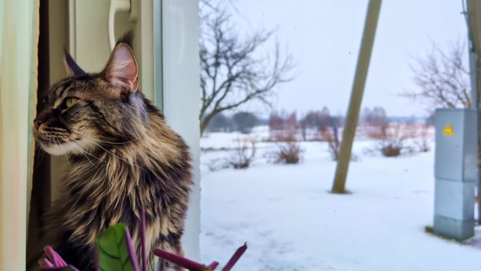 雪天里，猫坐在窗台边，手拿着手盯着外面，发出呼噜声