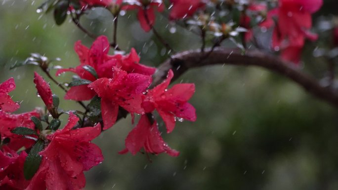 映山红雨露唯美空镜头