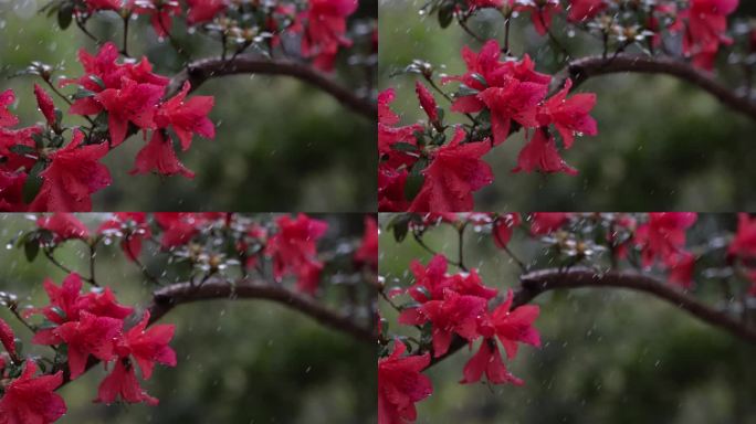 映山红雨露唯美空镜头