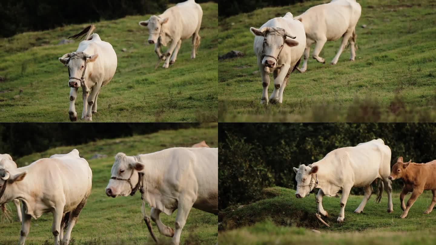 奔跑的牛