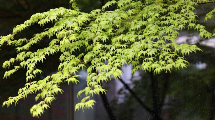 （慢镜）春风吹动嫩绿的枫树枫叶下雨天