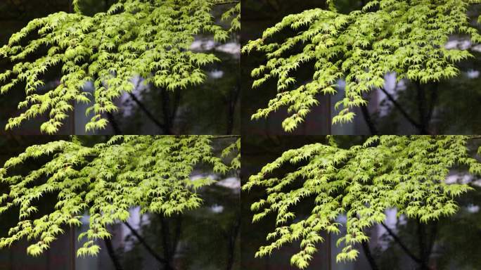 （慢镜）春风吹动嫩绿的枫树枫叶下雨天