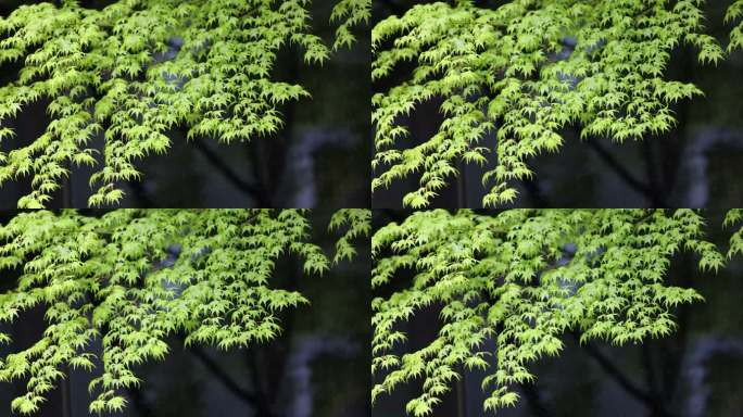 （慢镜）春风吹动嫩绿的枫树枫叶下雨天