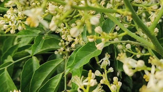 黄皮果开花油柑花春天花开水果花黄皮成长