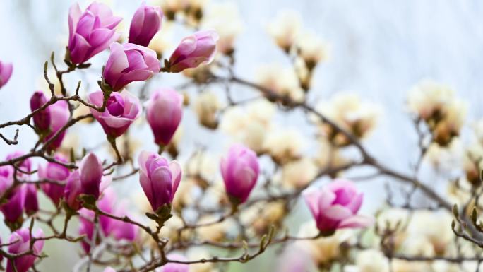 春天紫色玉兰花花苞含苞待放特写