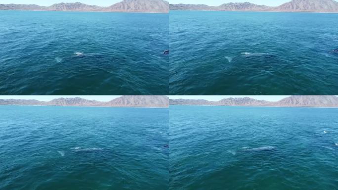 一对灰鲸在水下游泳，背景是下加利福尼亚海岸，墨西哥。本空间