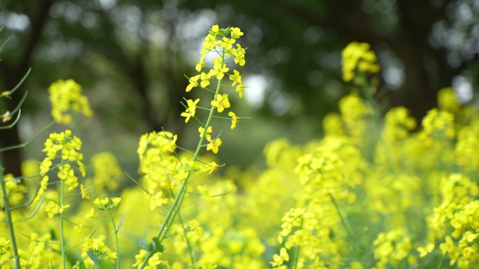 08油菜花