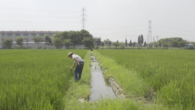 农业合作社 水稻 新农村