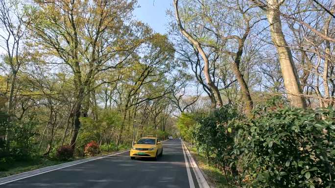 紫金山内部道路