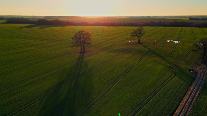 农业种植用地与阳光和树木的鸟瞰图