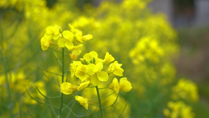 路边的油菜花